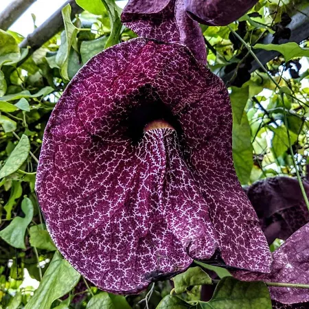 Al Salvatore Di 住宿加早餐酒店 利帕里