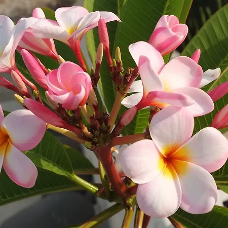 Al Salvatore Di 利帕里