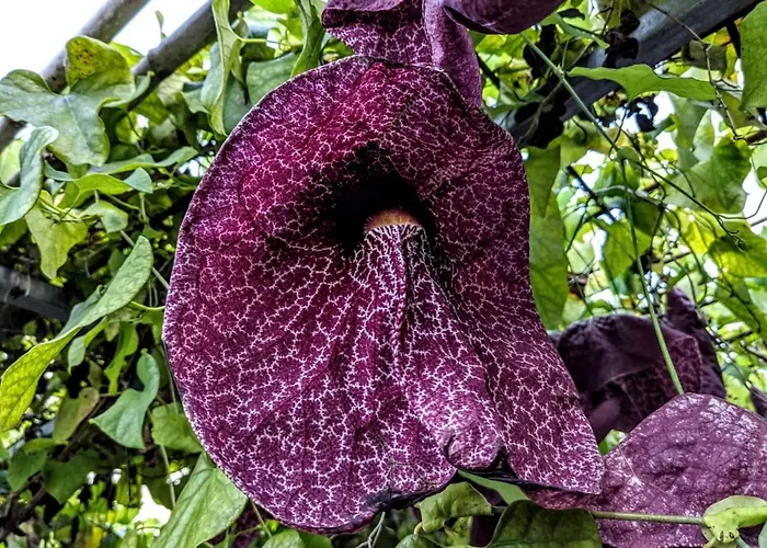 Al Salvatore Di Bed & Breakfast Lipari (Isola Lipari)